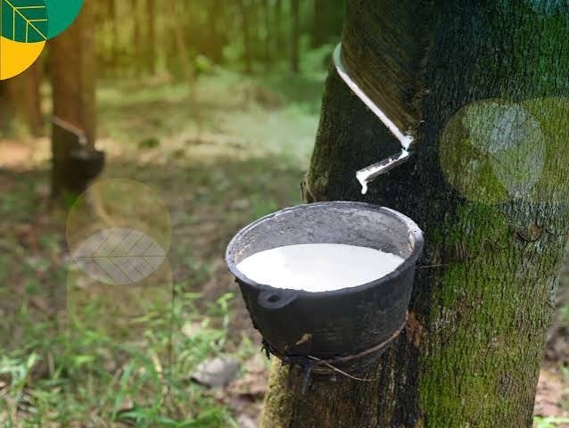 Harga Karet Naik 15%, Petani Rakyat Kalteng Rasakan Dampak Positif